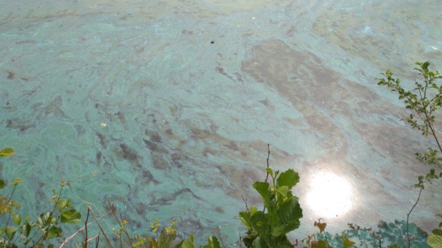 Blaualgen an der Wasseroberfläche